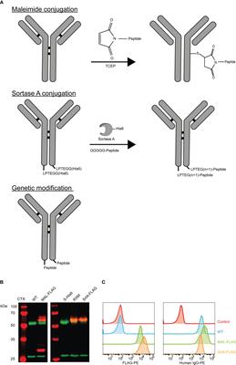 Comparison of methods generating antibody-epitope conjugates for targeting cancer with virus-specific T cells